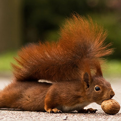 squirrel